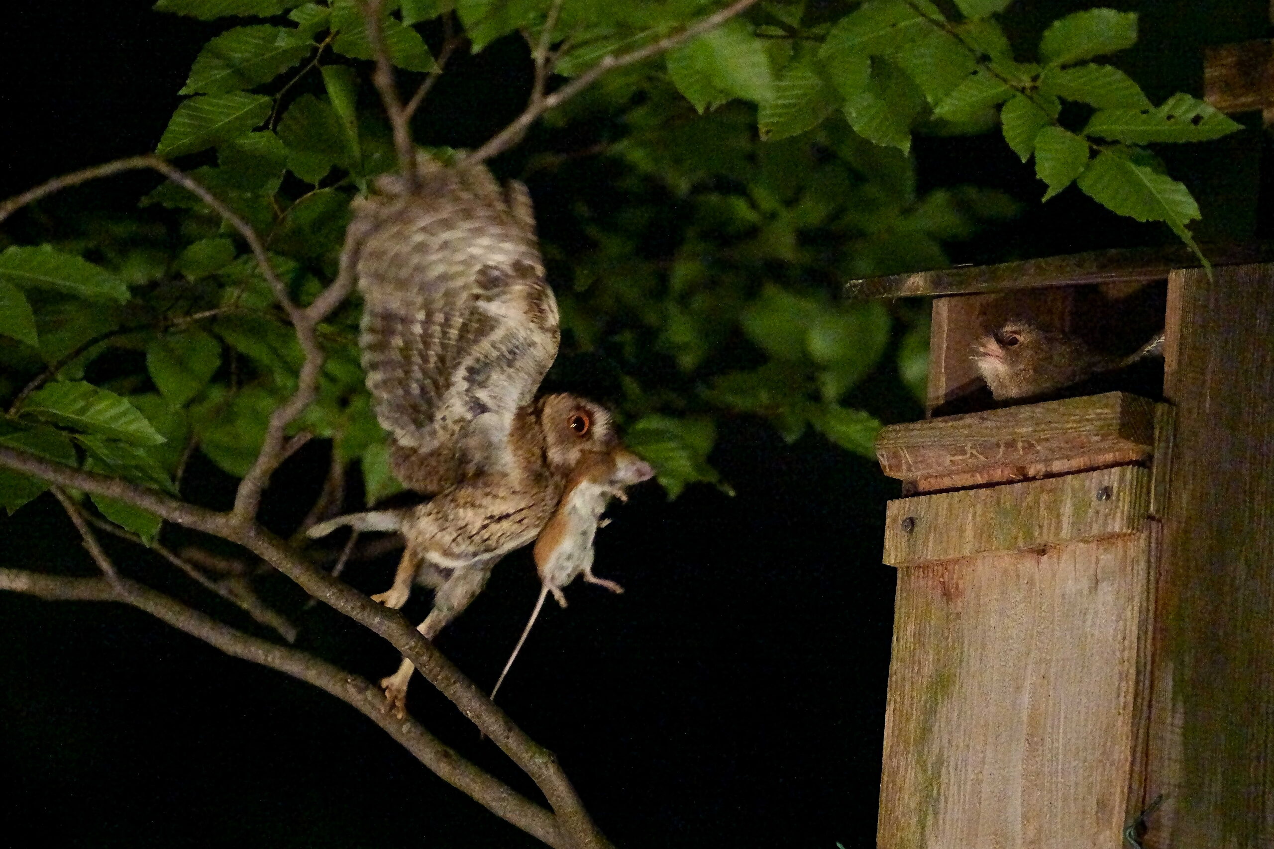 オオコノハズク給仕1