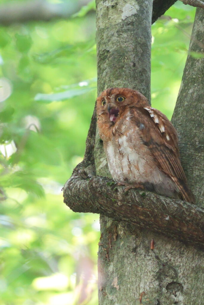 八東ふるさとの森・コノハズクの成鳥