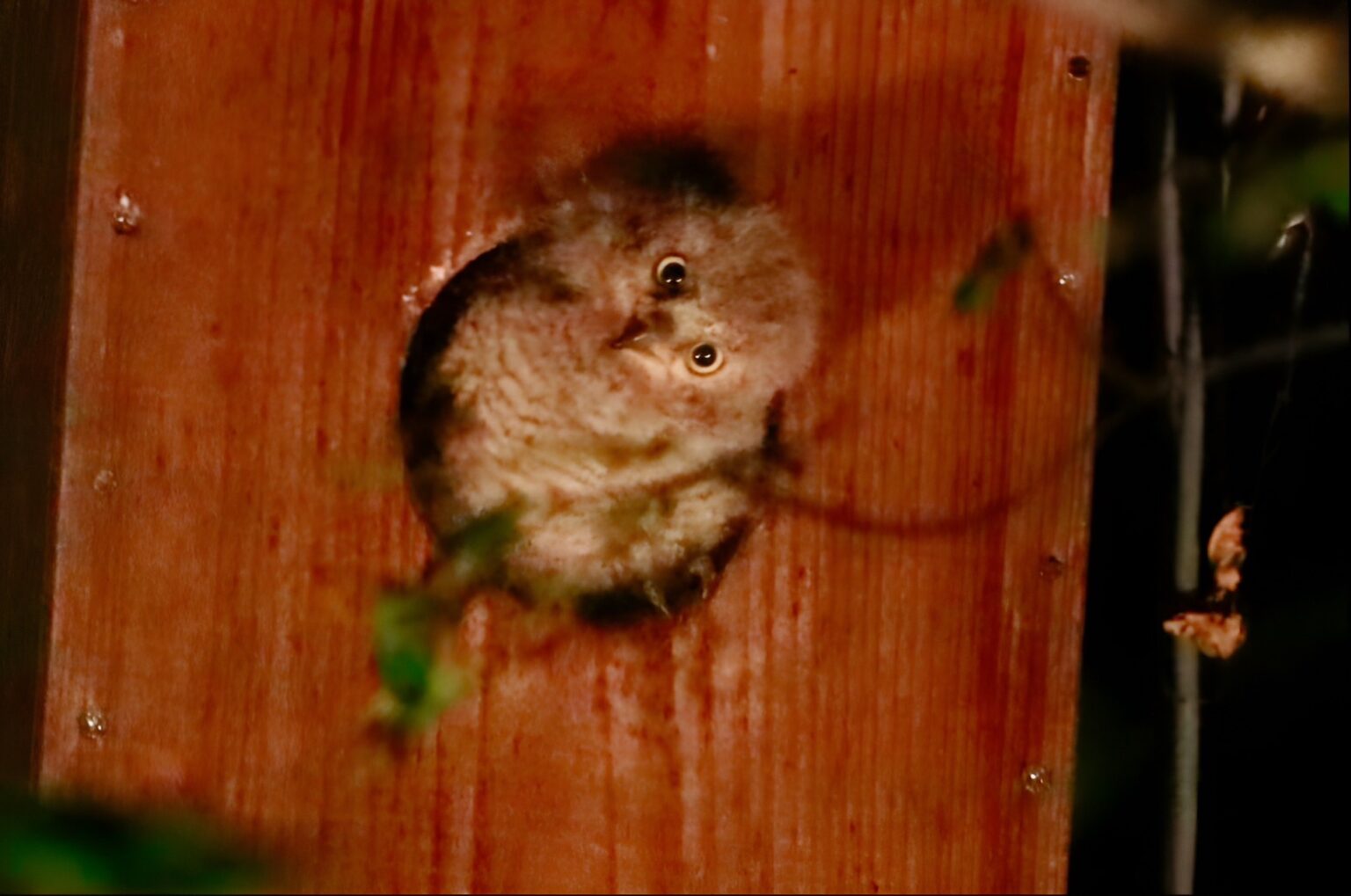 八東ふるさとの森・コノハズク