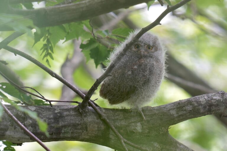 コノハズクの雛3